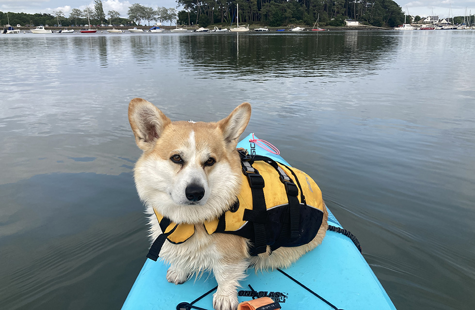 Sortie paddle dans le Golfe du Morbihan à Vannes avec Avel Pad